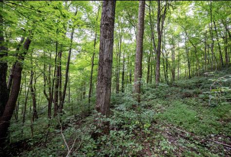 786 Wilson Run Road Pine Grove WV 26419