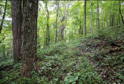 786 Wilson Run Road Pine Grove WV 26419