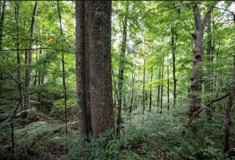 786 Wilson Run Road Pine Grove WV 26419