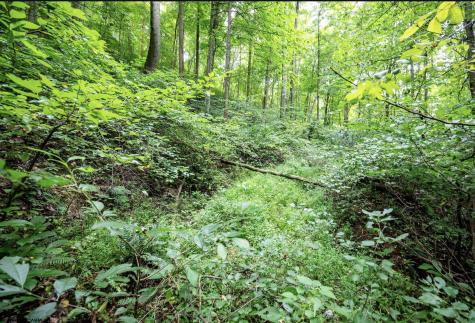 786 Wilson Run Road Pine Grove WV 26419