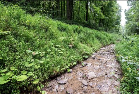 786 Wilson Run Road Pine Grove WV 26419