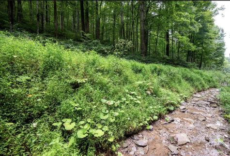 786 Wilson Run Road Pine Grove WV 26419