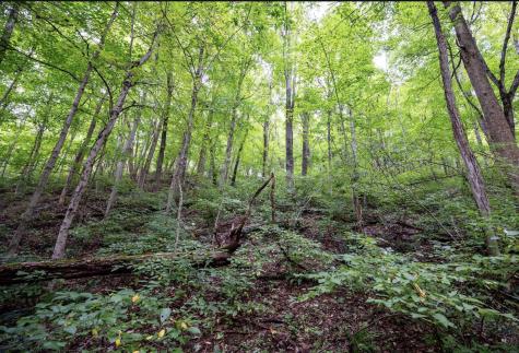 786 Wilson Run Road Pine Grove WV 26419