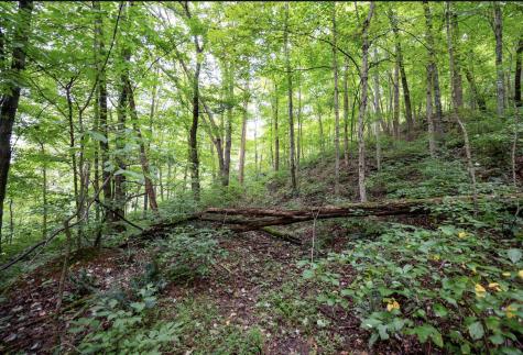 786 Wilson Run Road Pine Grove WV 26419