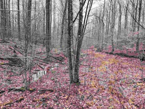 1 Red Rock Road Rowlesburg WV 26425