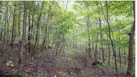 0 Yellow House Lane Elkins WV 26241