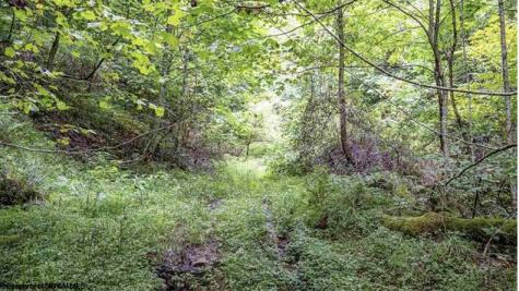 0 Yellow House Lane Elkins WV 26241