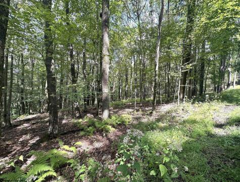 87 Ginger Court Terra Alta WV 26764