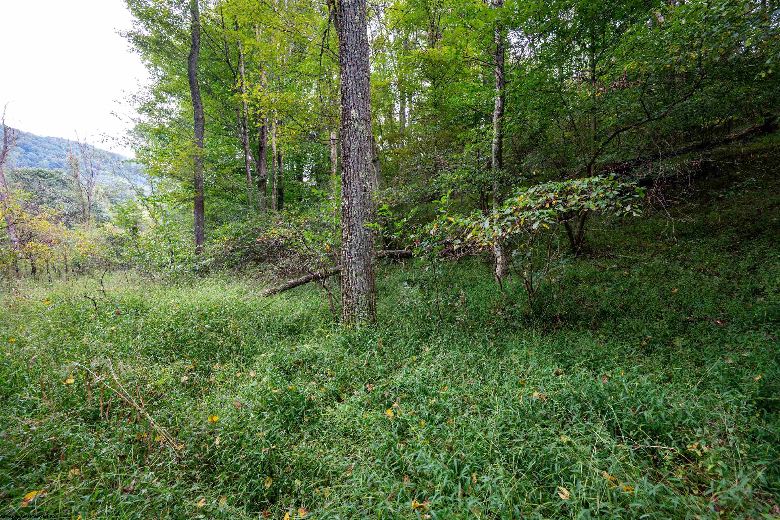 1 Saltlick Road Rowlesburg WV 26425