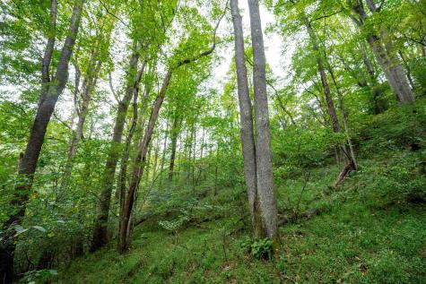 1 Saltlick Road Rowlesburg WV 26425