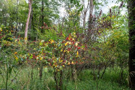 1 Saltlick Road Rowlesburg WV 26425