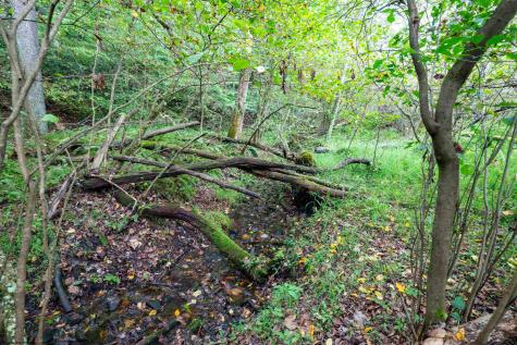 1 Saltlick Road Rowlesburg WV 26425