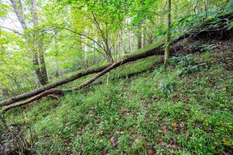 1 Saltlick Road Rowlesburg WV 26425