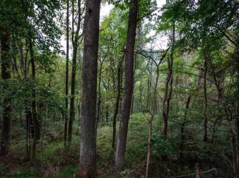 1 Saltlick Road Rowlesburg WV 26425