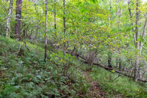1 Saltlick Road Rowlesburg WV 26425