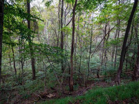 1 Saltlick Road Rowlesburg WV 26425