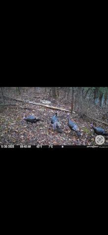 390 Big Sycamore Road Webster Springs WV 26288