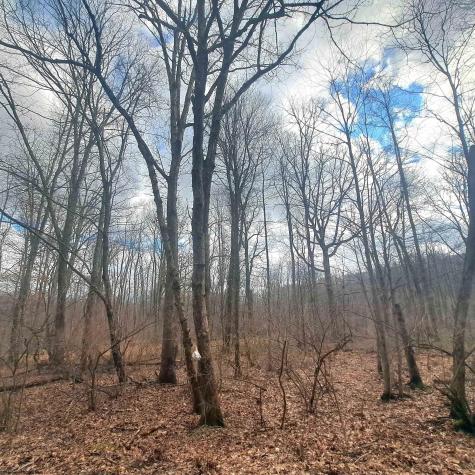 0 Glade Run Road Albright WV 26519