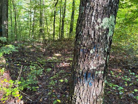 1 Woodmont Road Helvetia WV 26224