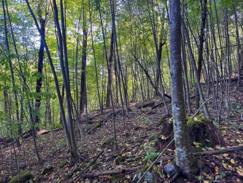 1 Woodmont Road Helvetia WV 26224