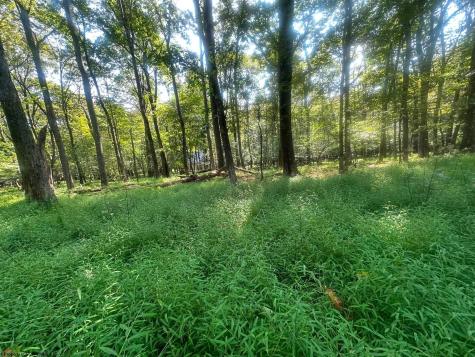 163 Anemone Lane Terra Alta WV 26764