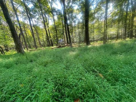 163 Anemone Lane Terra Alta WV 26764
