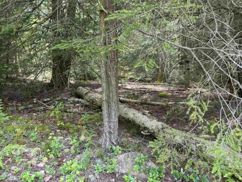 96 Gondola Court Davis WV 26260