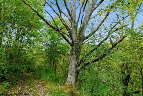 0 Peach Tree Fork Road Normantown WV 25267