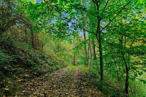 0 Peach Tree Fork Road Normantown WV 25267