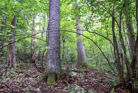 1 Buck Lick Road Terra Alta WV 26764