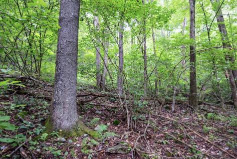 1 Buck Lick Road Terra Alta WV 26764