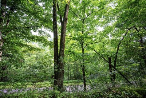 1 Buck Lick Road Terra Alta WV 26764