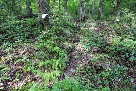 1 Buck Lick Road Terra Alta WV 26764