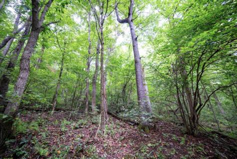 1 Buck Lick Road Terra Alta WV 26764