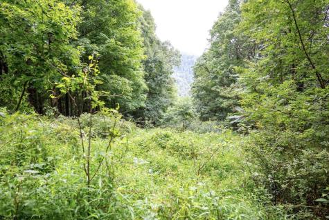 1 Buck Lick Road Terra Alta WV 26764