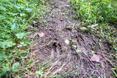1 Buck Lick Road Terra Alta WV 26764