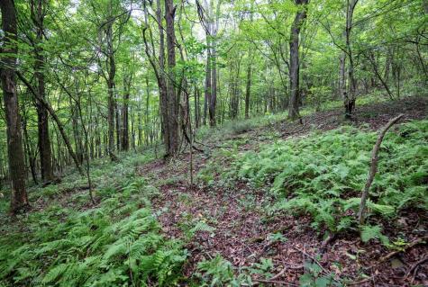 1 Buck Lick Road Terra Alta WV 26764