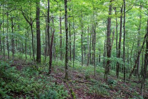 1 Buck Lick Road Terra Alta WV 26764
