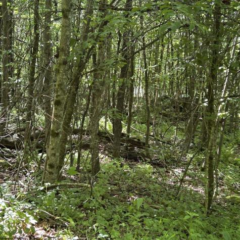 3091 Pleasantdale Road Kingwood WV 26537