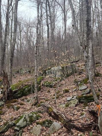 9 Harper Trail Valley Bend WV 26293