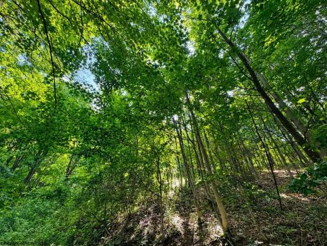 8 Iron Horse Lane Dryfork WV 26263