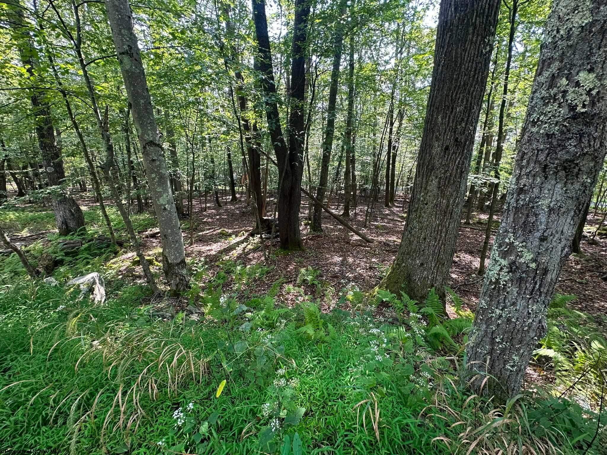 51 Beebalm Court Terra Alta WV 26764