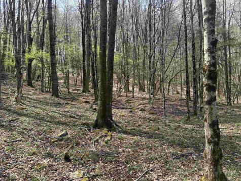 2 Bonner Mountain Road Red Creek WV 26263