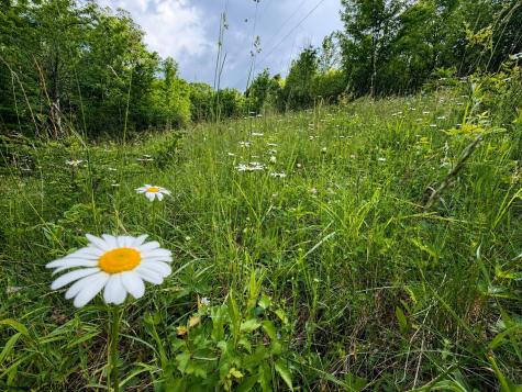 6 Iron Horse Lane Dryfork WV 26263
