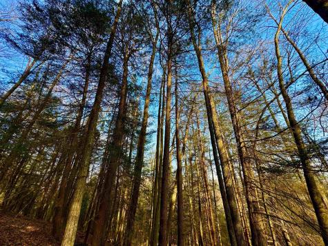 30 Wild Flower Way Albright WV 26519