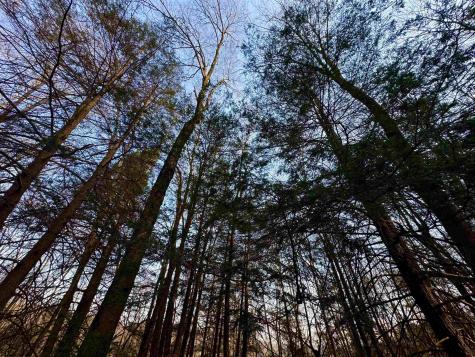 30 Wild Flower Way Albright WV 26519