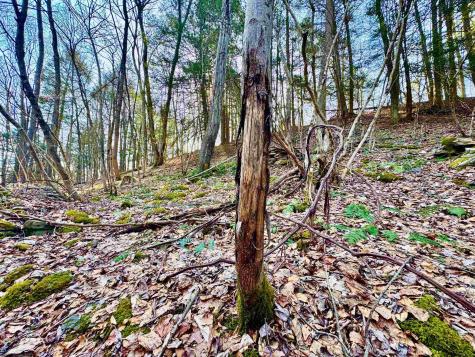 30 Wild Flower Way Albright WV 26519