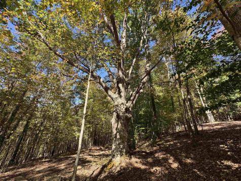 3 Isner Run Elkins WV 26241