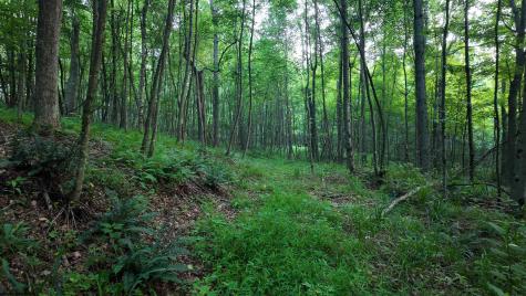 0 Rising Sun Lane Bruceton Mills WV 26525