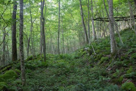 0 Rising Sun Lane Bruceton Mills WV 26525